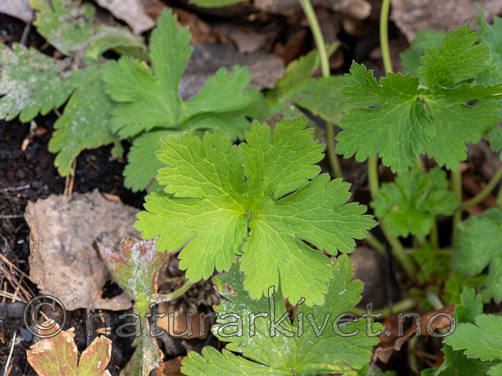 _5100217 / Geranium bohemicum / Bråtestorkenebb