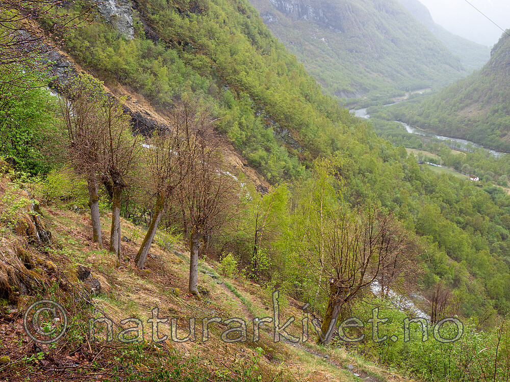 _5105798 / Tilia cordata / Lind