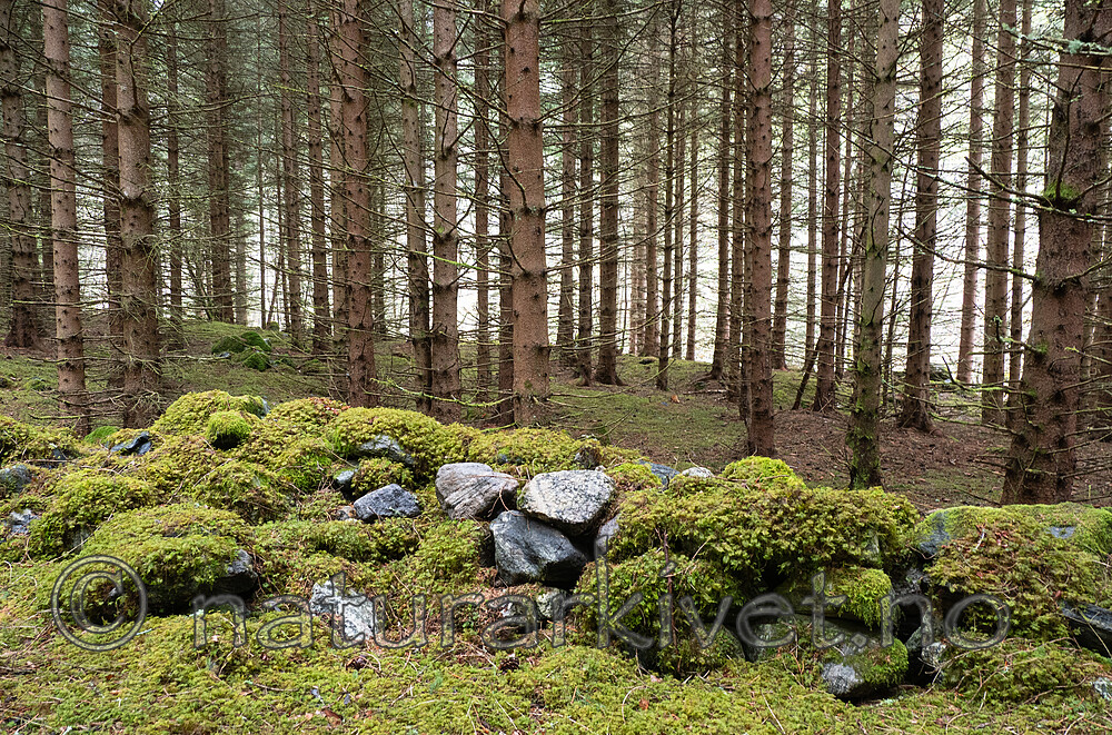 _5115869 / Picea abies / Gran