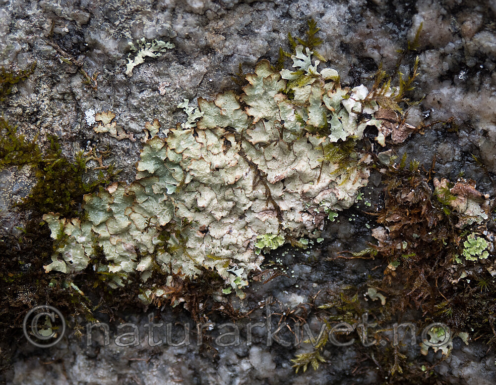 _5116036 / Punctelia stictica / Brun punktlav