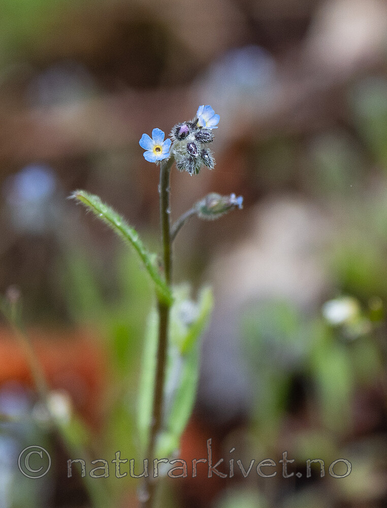 _5116058 / Myosotis stricta / Dvergforglemmegei