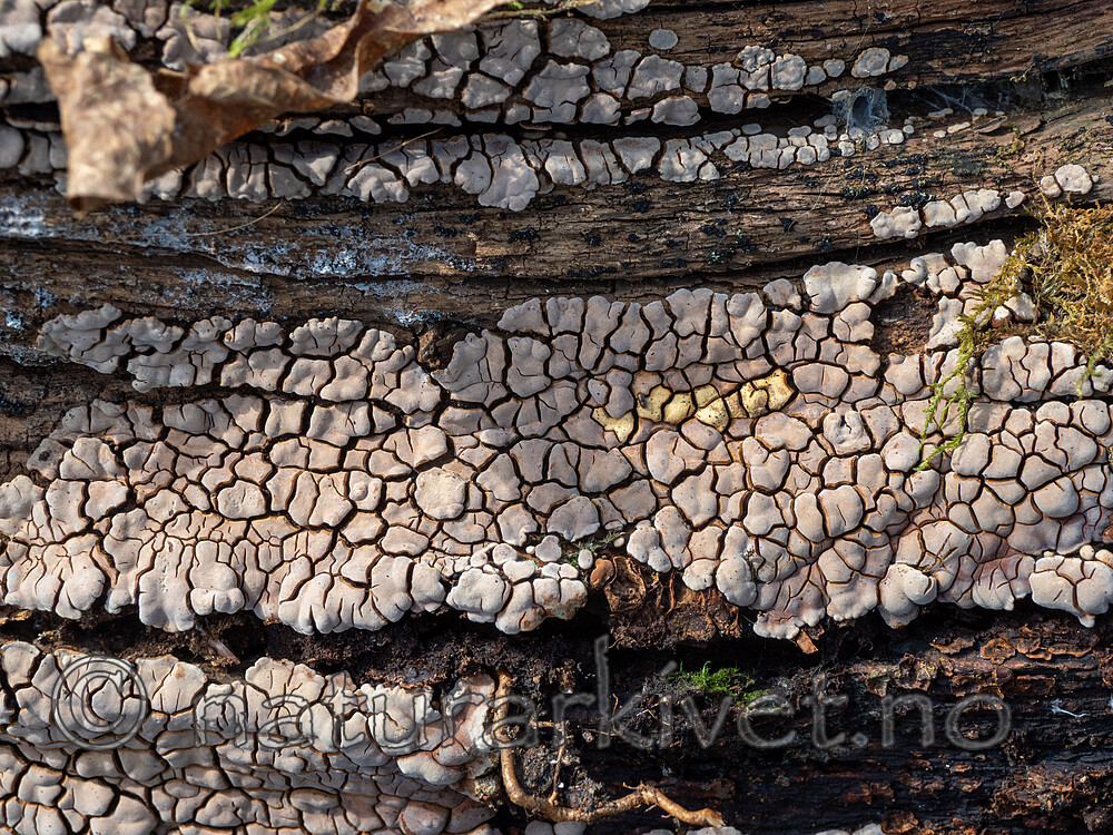 _5120323 / Xylobolus frustulatus / Ruteskorpe