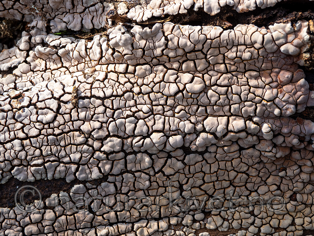 _5120325 / Xylobolus frustulatus / Ruteskorpe