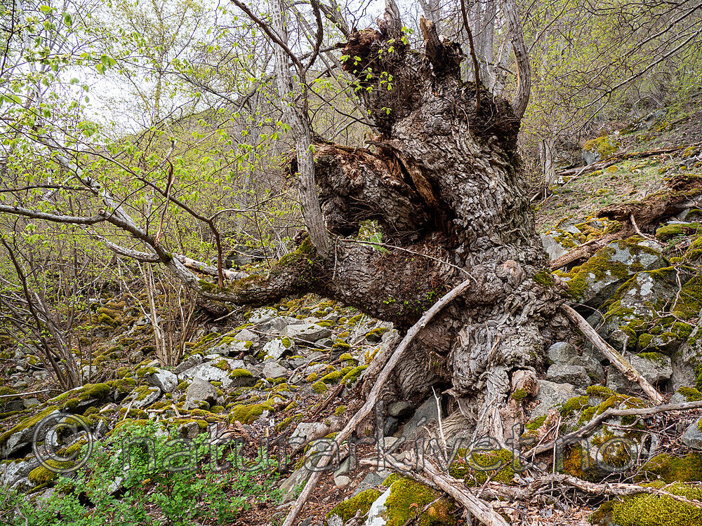 _5126176 / Ulmus glabra / Alm