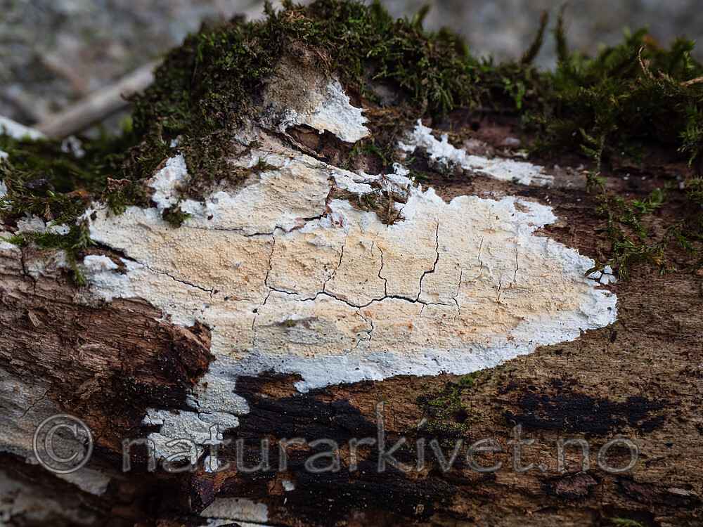 _5126226 / Hyphodontia pruni / Almeknorteskinn