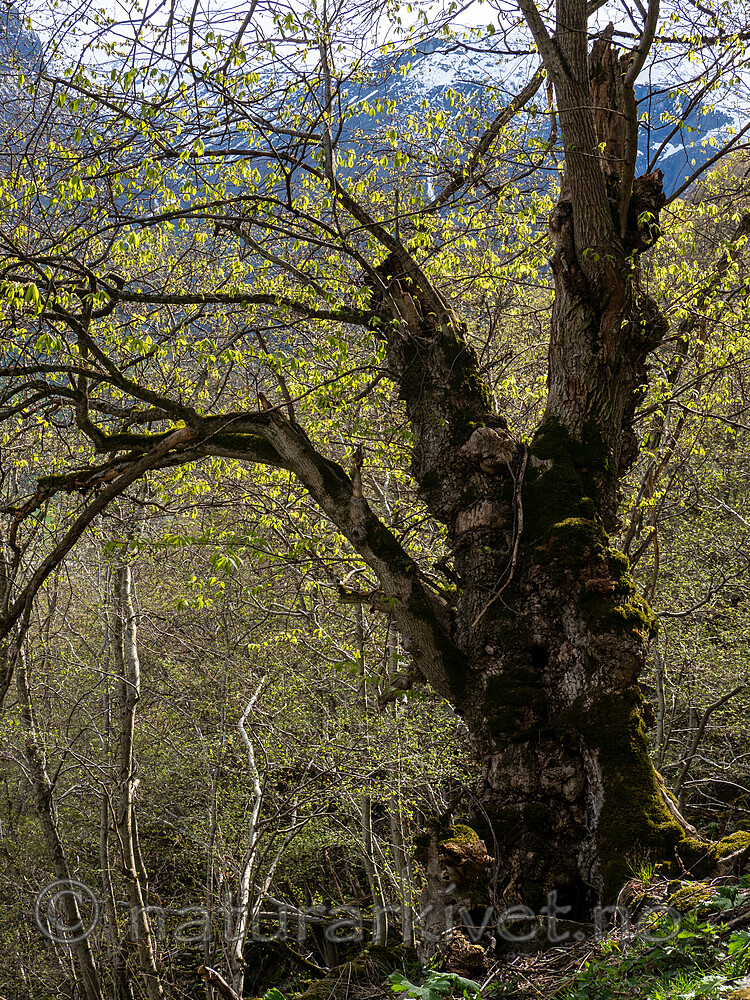 _5126259 / Ulmus glabra / Alm