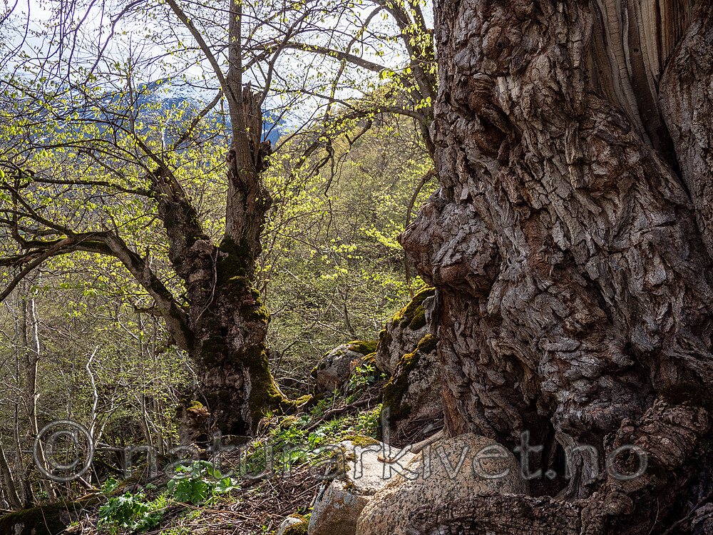 _5126265 / Ulmus glabra / Alm