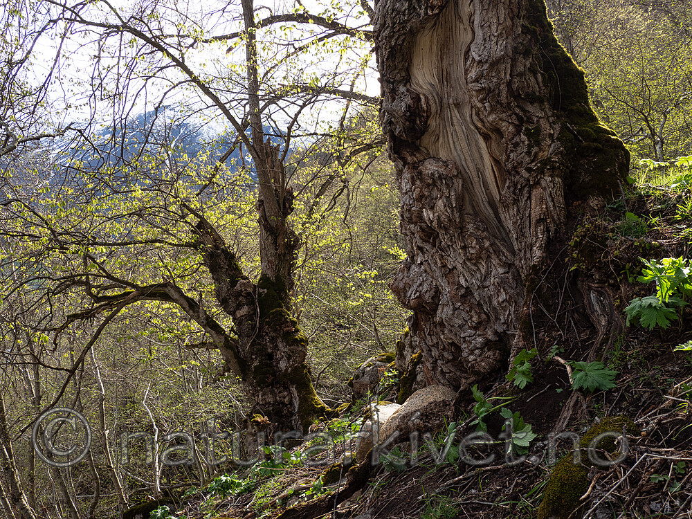 _5126285 / Ulmus glabra / Alm