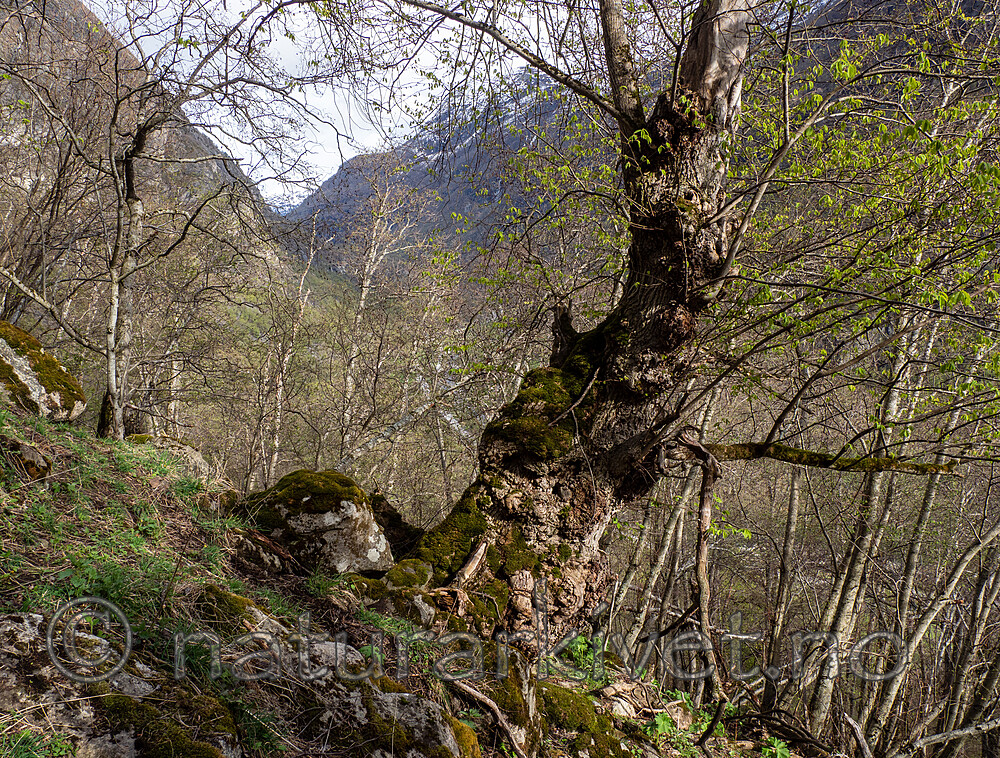 _5126290 / Ulmus glabra / Alm