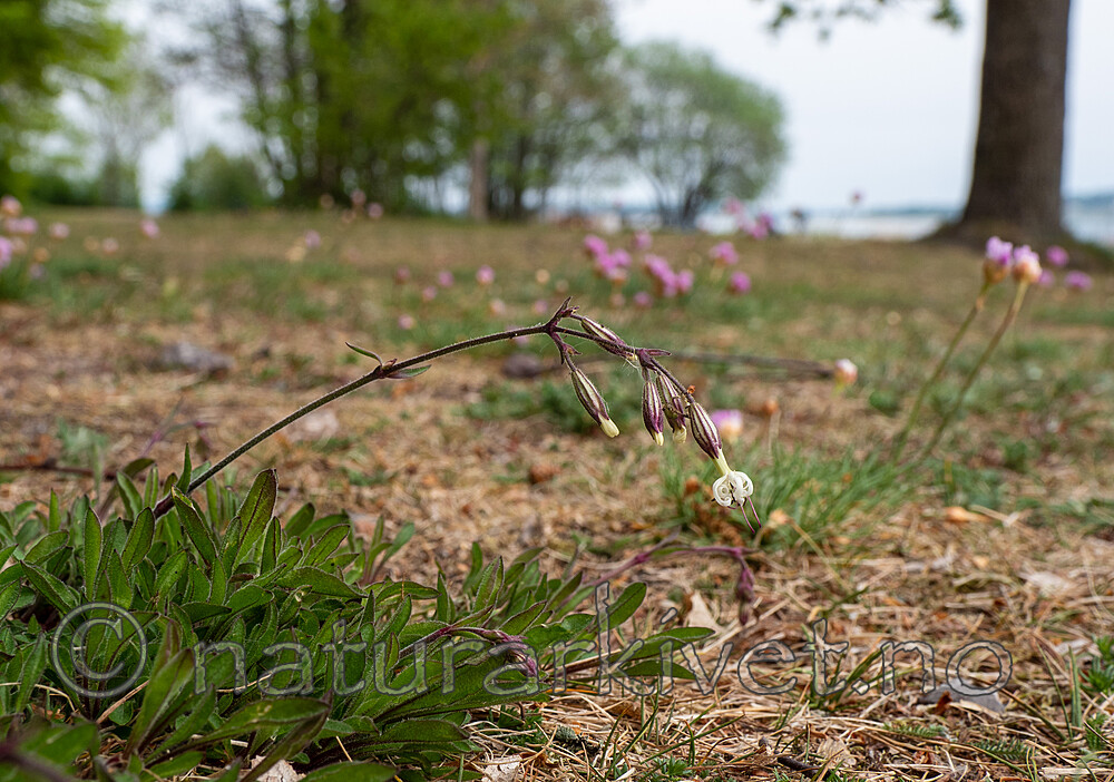 _5196861 / Silene nutans / Nikkesmelle