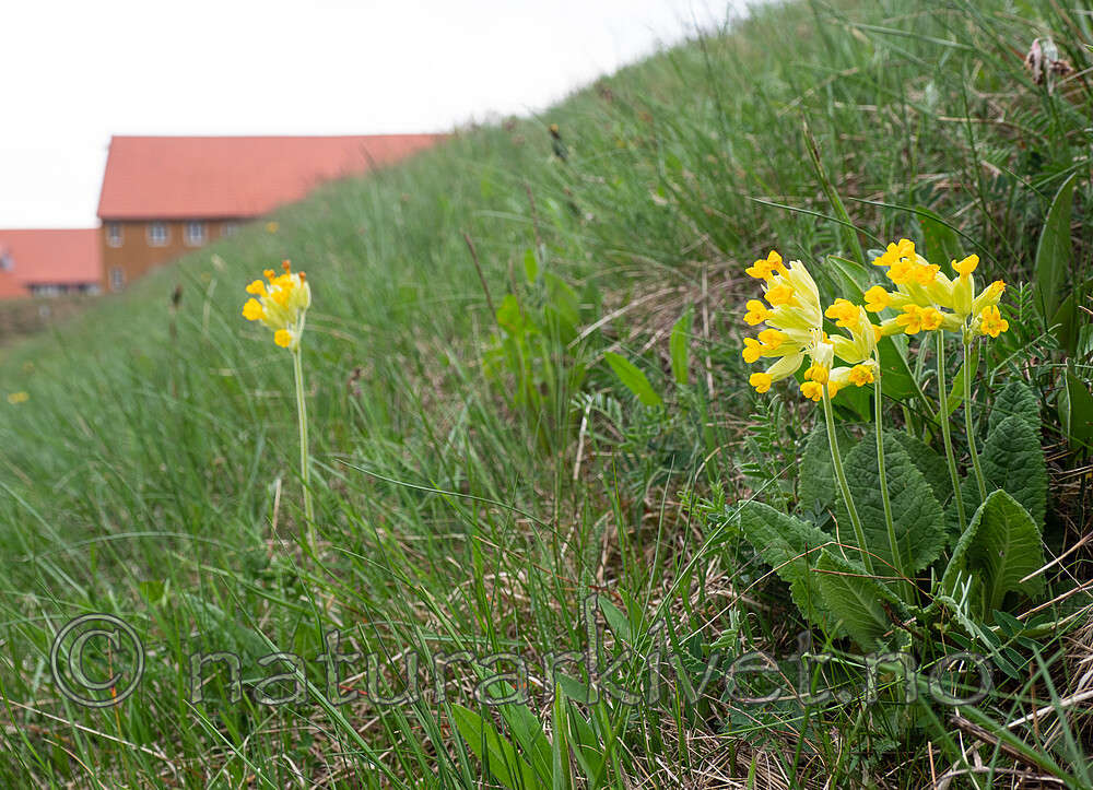 _5196896 / Primula veris / Marianøkleblom