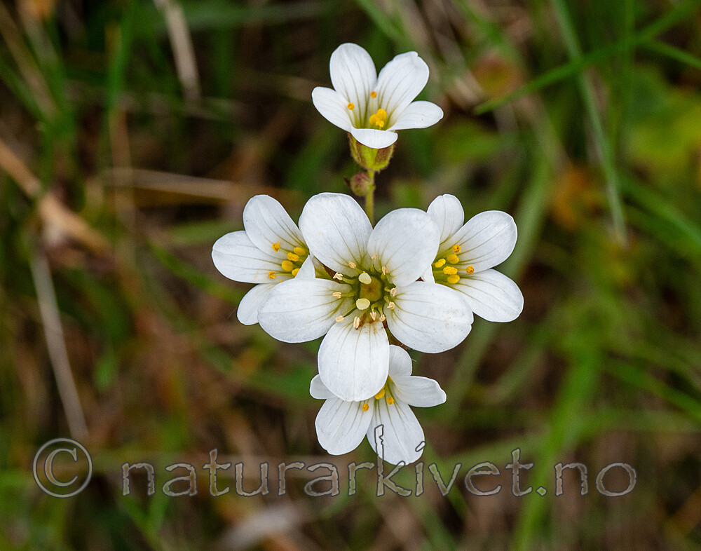 _5196905 / Saxifraga granulata / Nyresildre