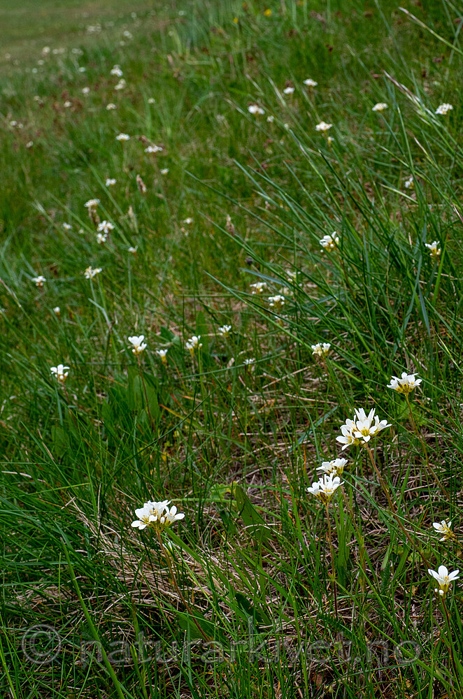 _5196908 / Saxifraga granulata / Nyresildre
