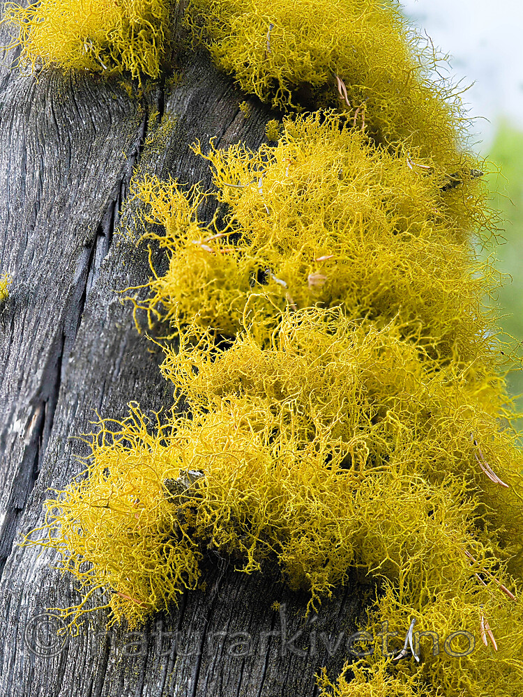 _5230875 / Letharia vulpina / Ulvelav