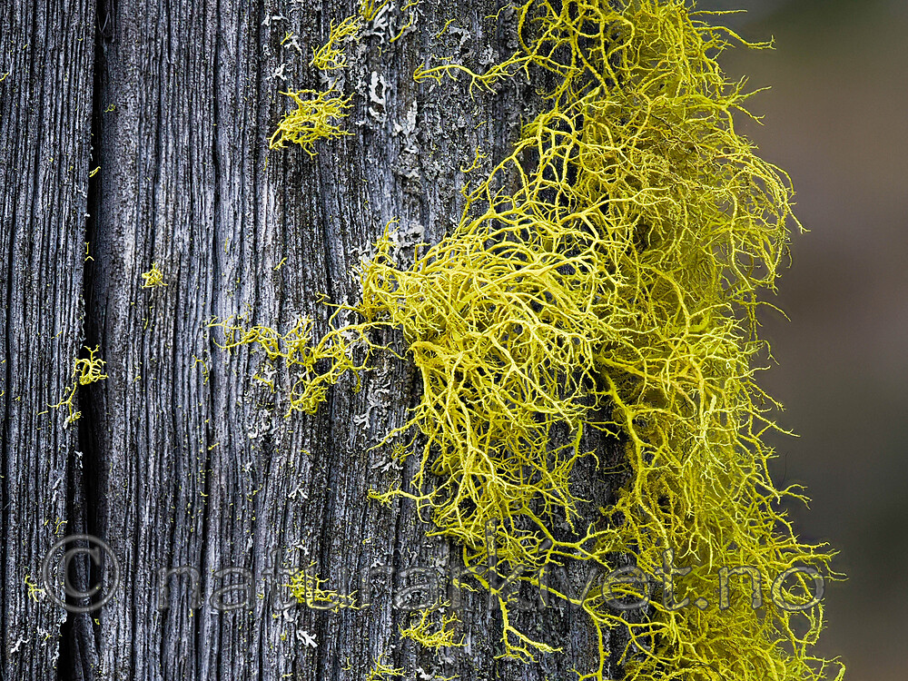 _5230907 / Letharia vulpina / Ulvelav