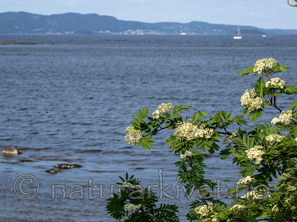 _5250438 / Sorbus meinichii / Fagerrogn