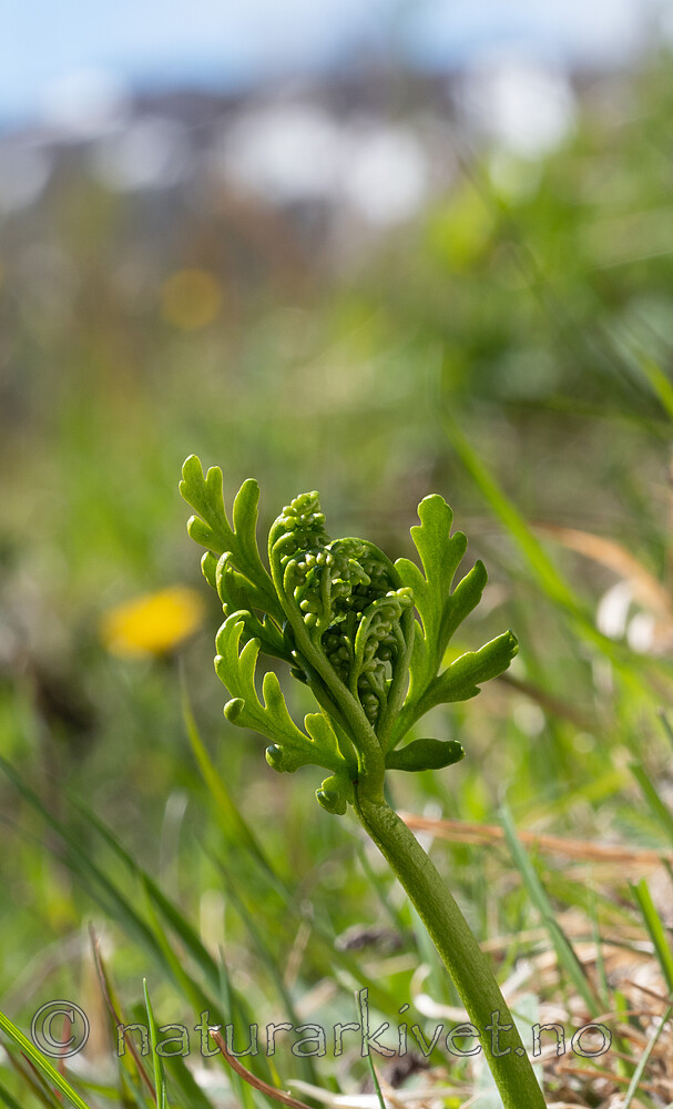 _5267119 / Botrychium lanceolatum / Handmarinøkkel
