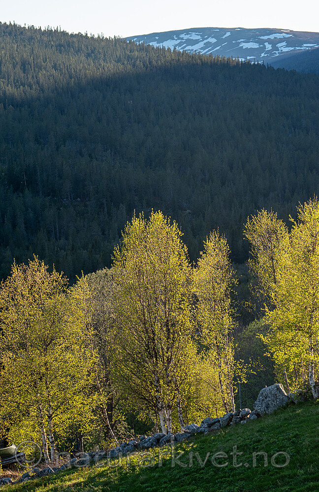 _5287140 / Betula pubescens pubescens / Dunbjørk