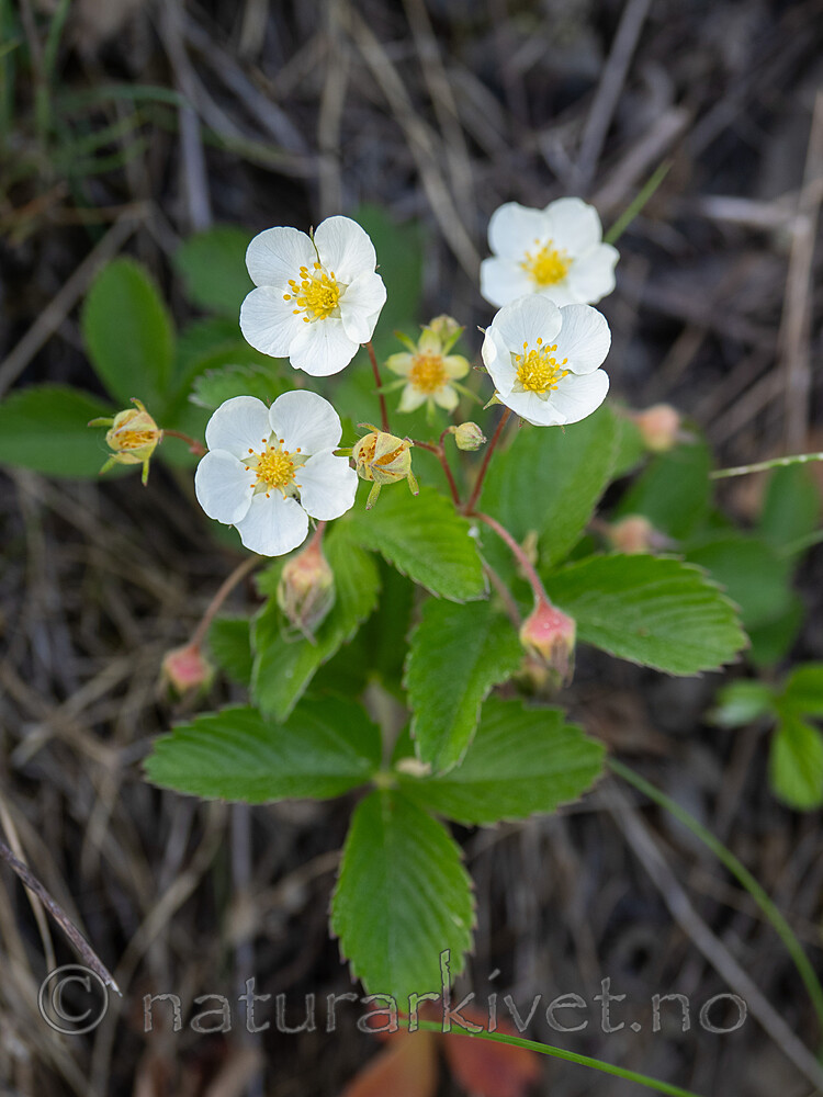 _5310541 / Fragaria viridis / Nakkebær