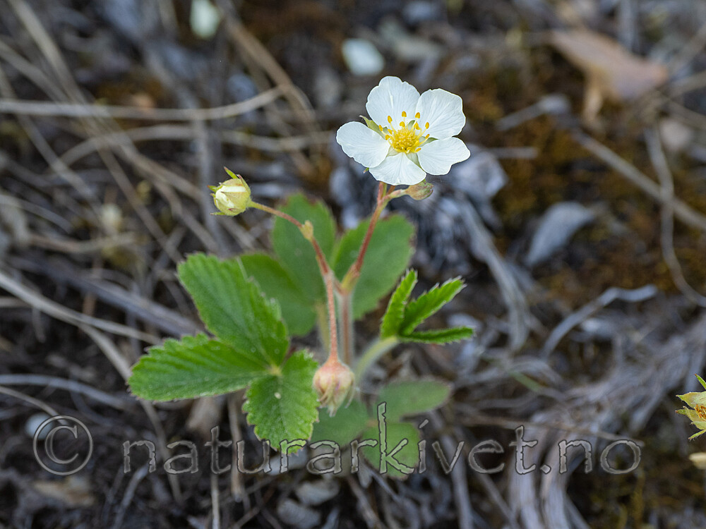 _5310555 / Fragaria viridis / Nakkebær