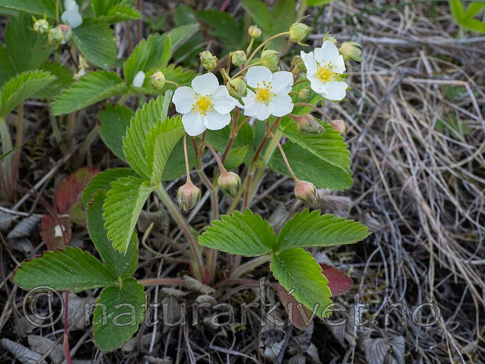 _5310563 / Fragaria viridis / Nakkebær