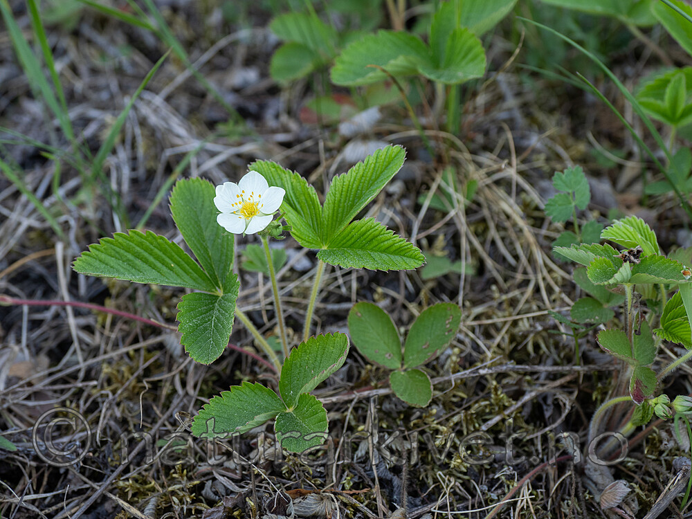_5310593 / Fragaria viridis / Nakkebær