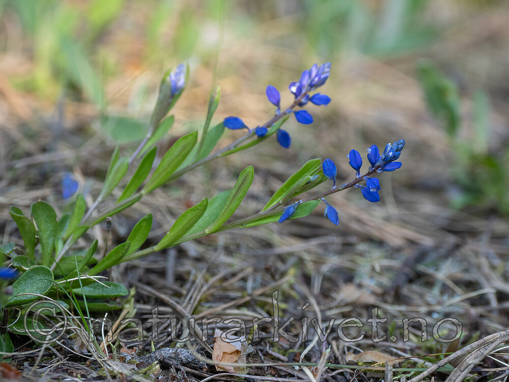 _6010644 / Polygala amarella / Bitterblåfjær