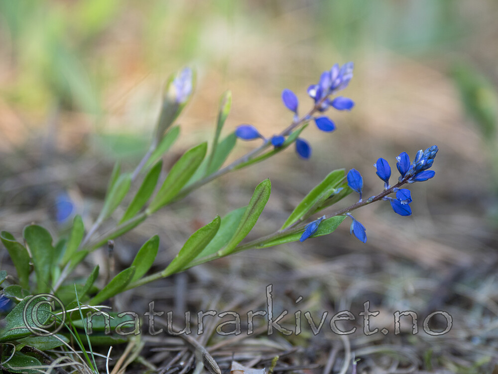 _6010648 / Polygala amarella / Bitterblåfjær