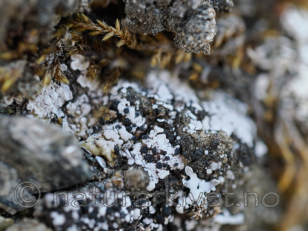 _6070046 / Phaeorrhiza sareptana