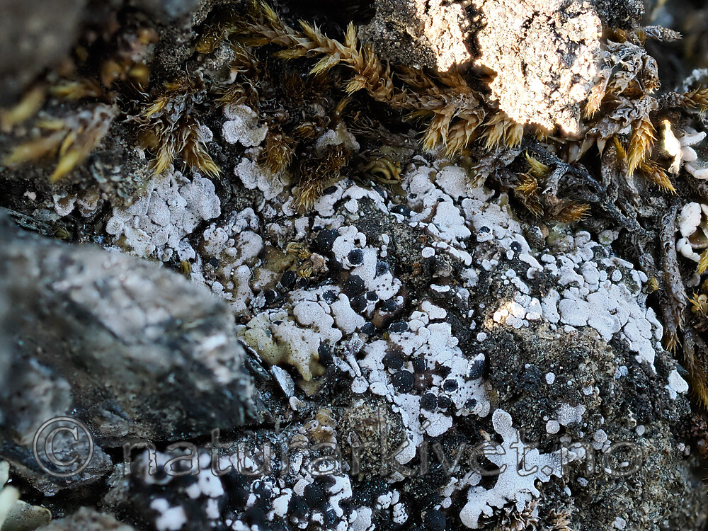 _6070082 / Phaeorrhiza sareptana