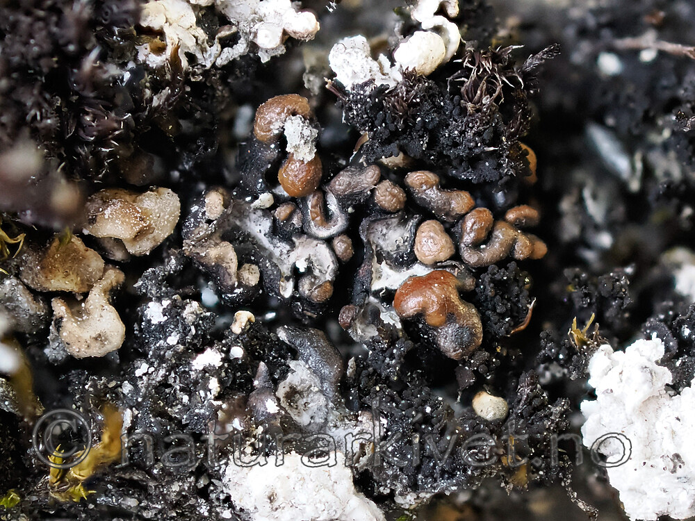 _6080202 / Toninia tristis