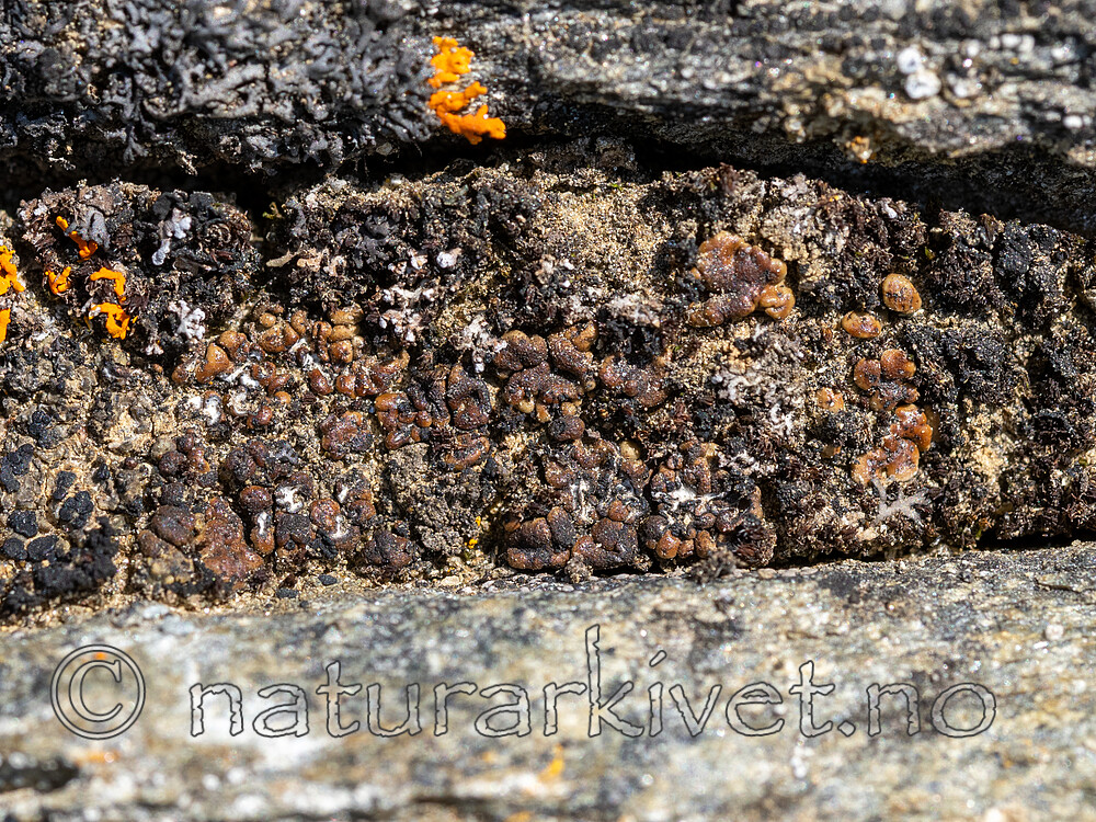 _6080243 / Toninia tristis