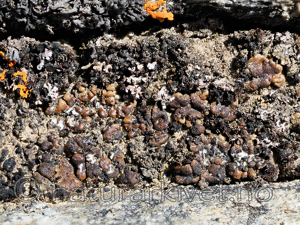 _6080261 / Toninia tristis