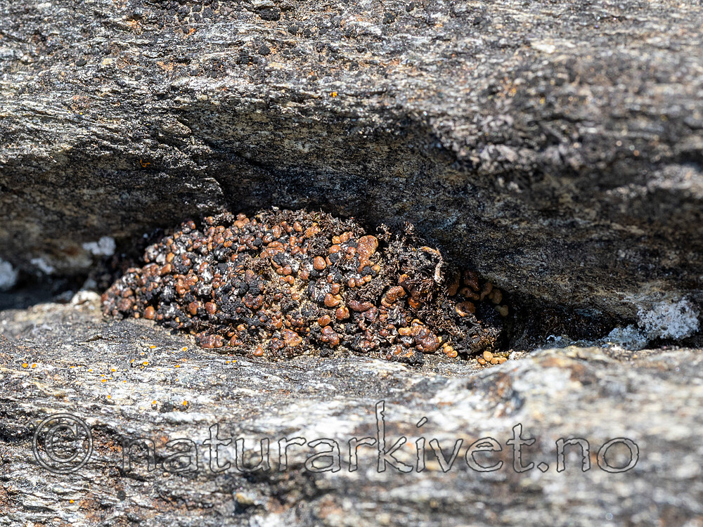 _6080279 / Toninia tristis