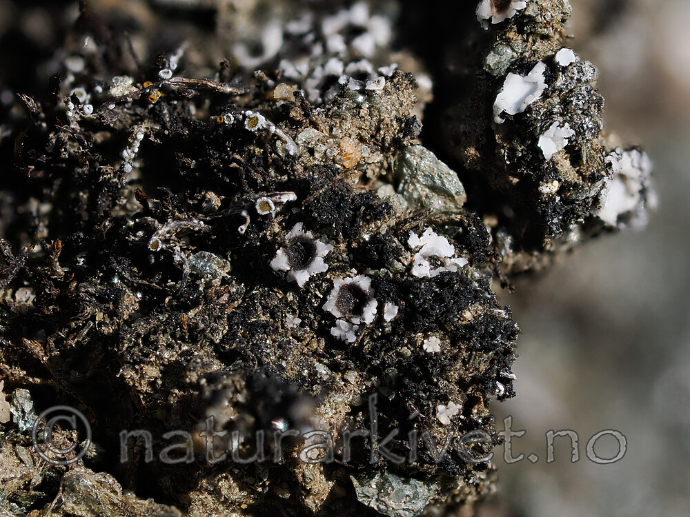 _6090677 / Gyalidea asteriscus