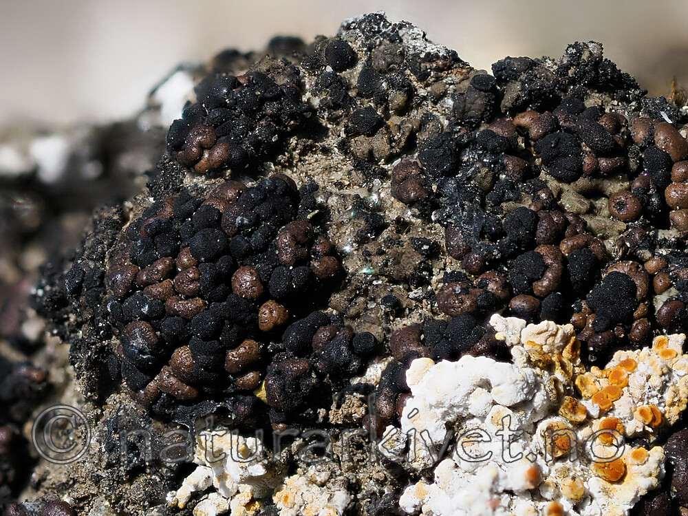 _6090974 / Toninia tristis