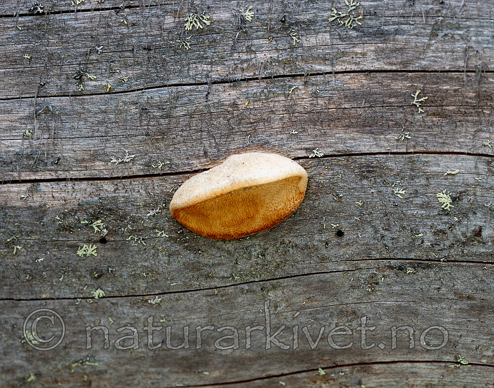 _6107193 / Diplomitoporus flavescens / Solkjuke