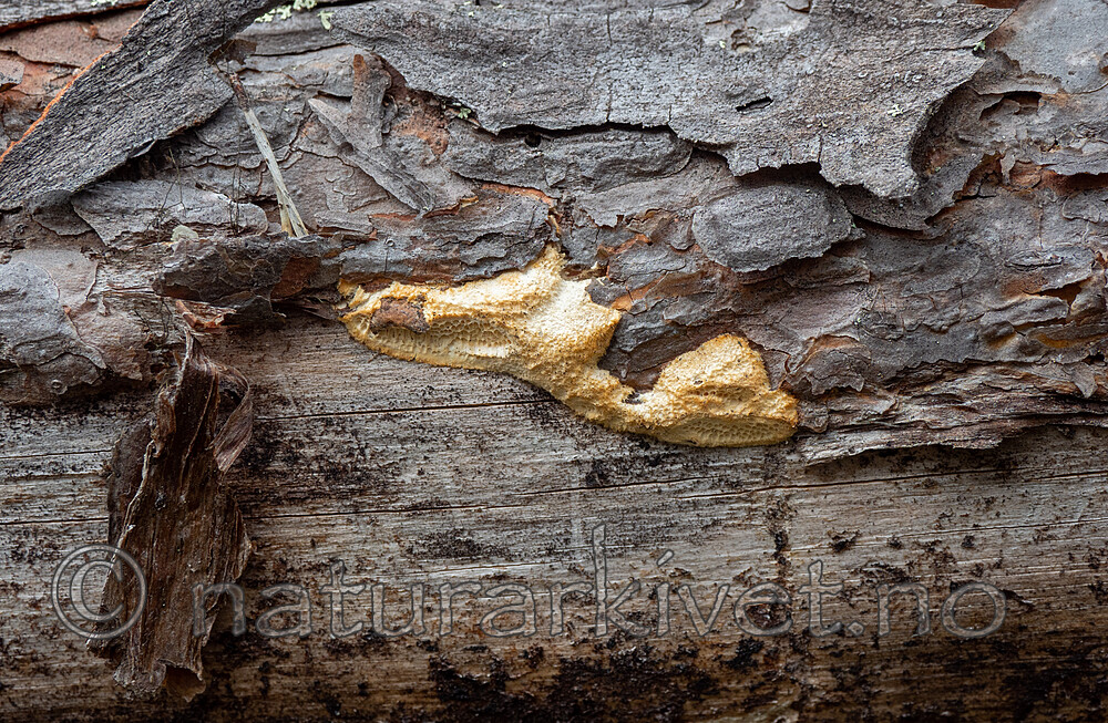 _6107212 / Diplomitoporus flavescens / Solkjuke