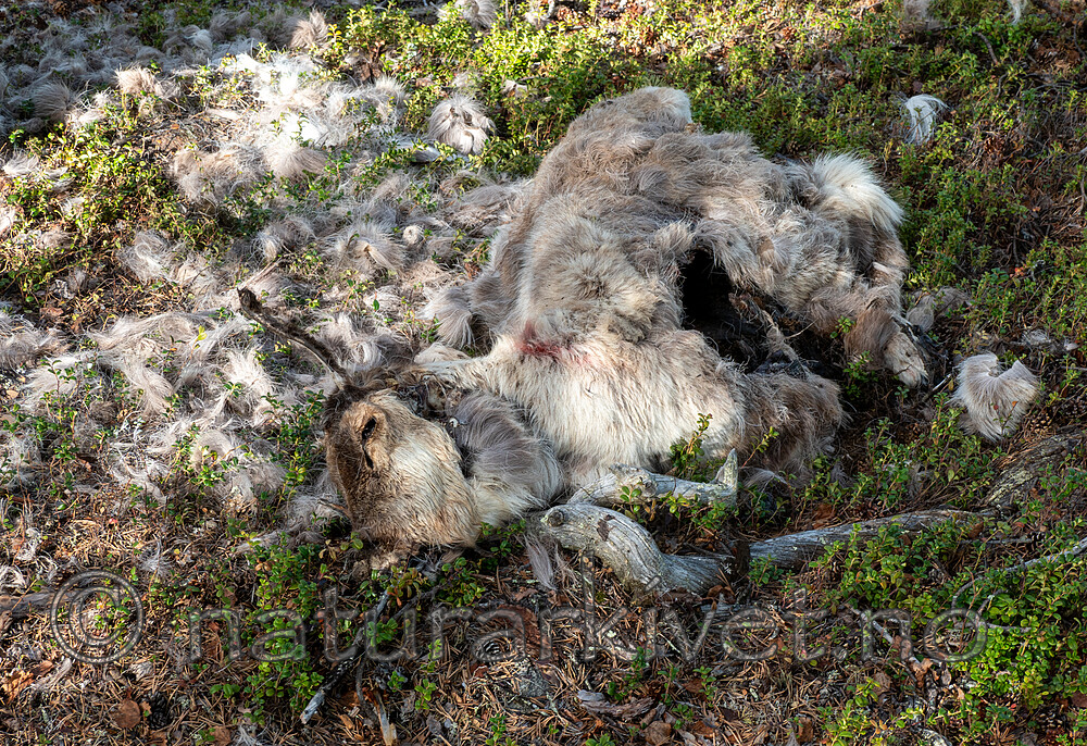 _6107253 / Rangifer tarandus / Rein