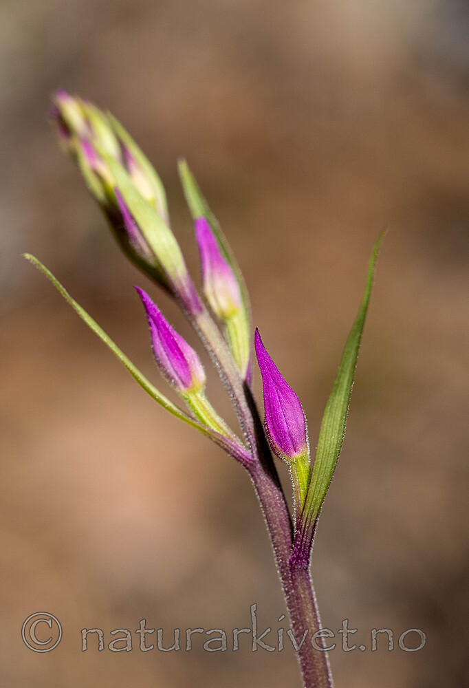 _6120342 / Cephalanthera rubra / Rød skogfrue