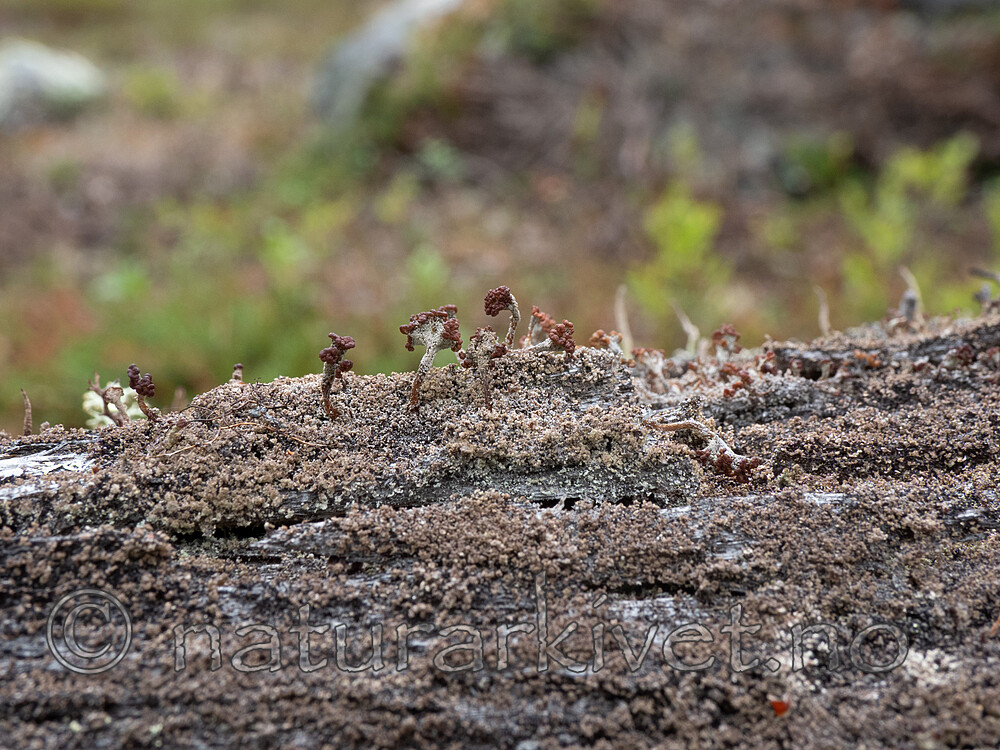 _6127384 / Cladonia parasitica / Furuskjell