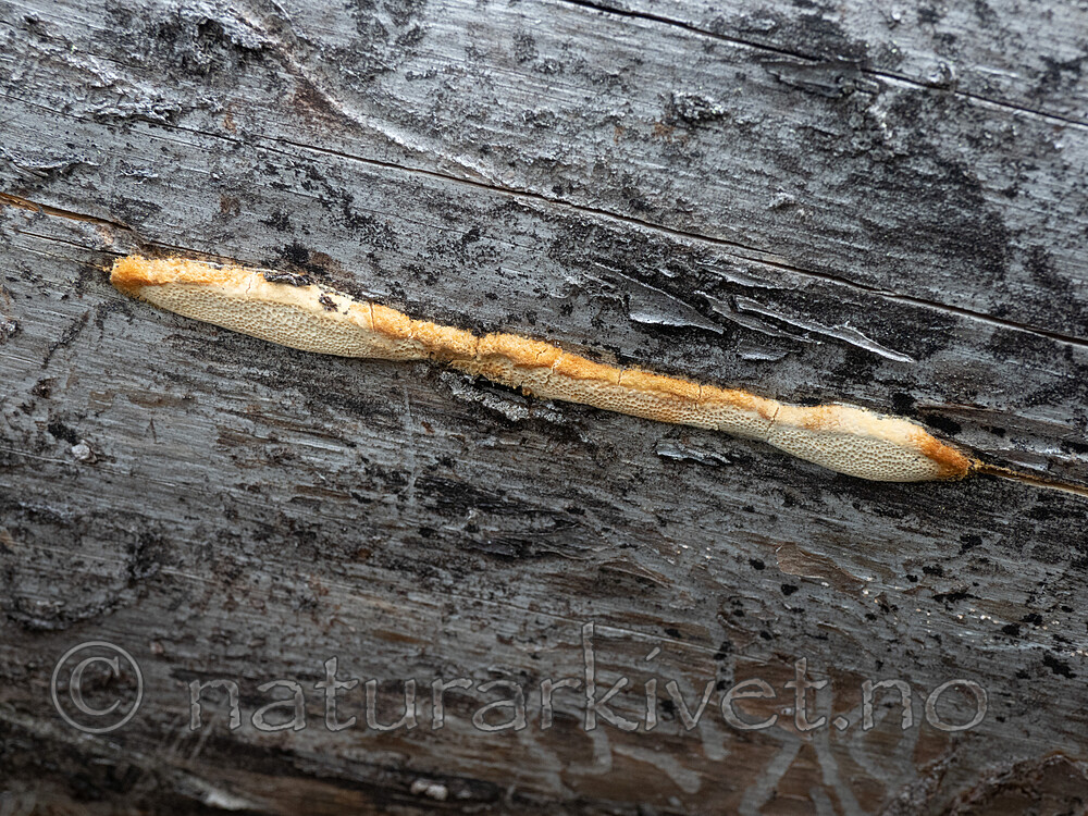 _6127458 / Diplomitoporus flavescens / Solkjuke