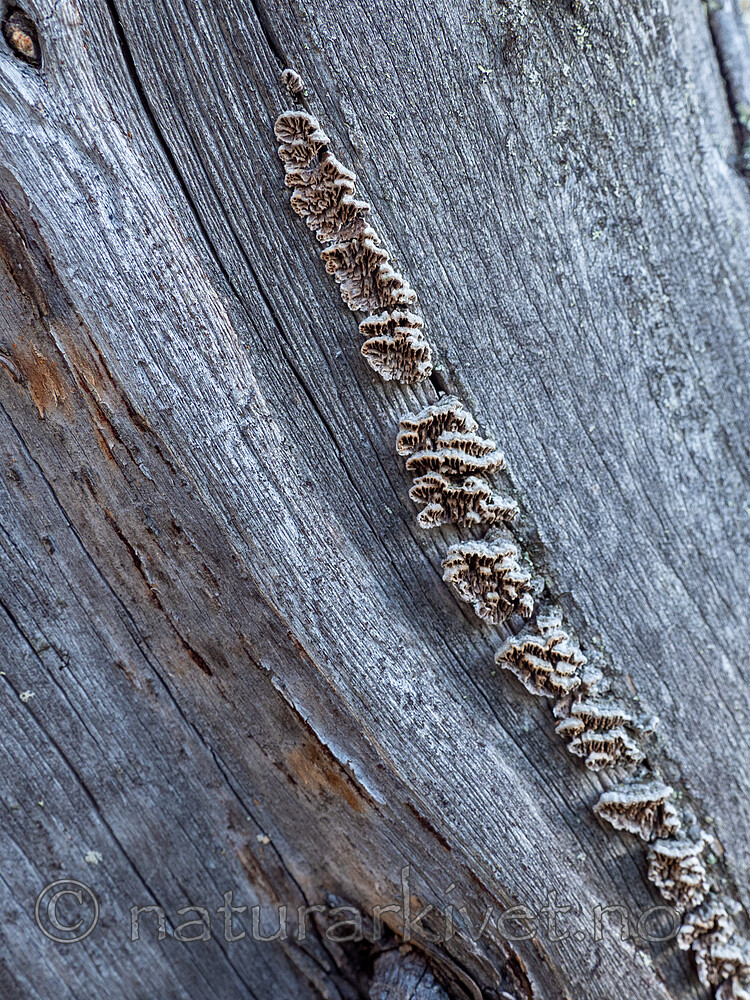_6127497 / Trichaptum laricinum / Lamellfiolkjuke