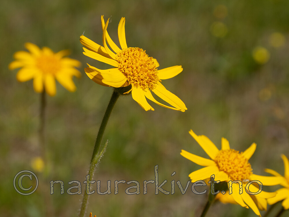 _6131021 / Arnica montana / Solblom