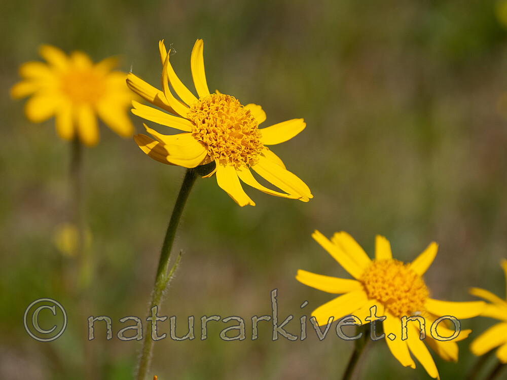 _6131026 / Arnica montana / Solblom