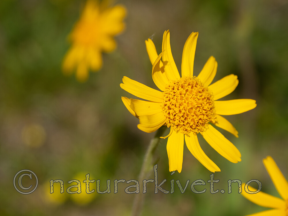 _6131033 / Arnica montana / Solblom
