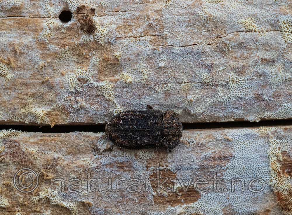 _6217763 / Antrodia sinuosa / Hvit tømmerkjuke <br /> Calitys scabra / Furugnagbille