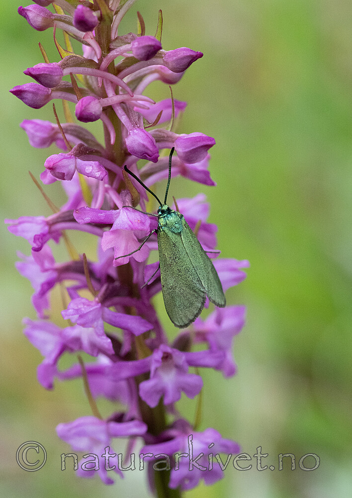 _6260049 / Adscita statices / Grønn metallsvermer <br /> Gymnadenia conopsea / Brudespore