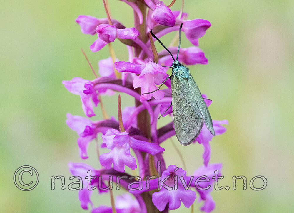_6260050 / Adscita statices / Grønn metallsvermer <br /> Gymnadenia conopsea / Brudespore