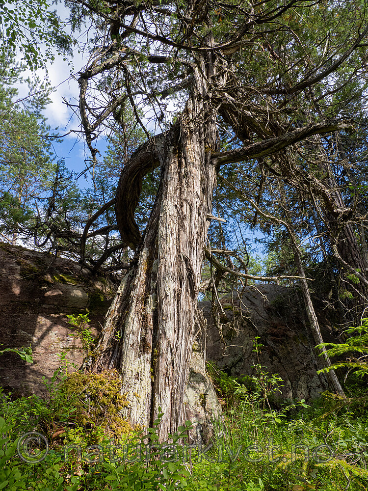 _6270293 / Juniperus communis / Einer
